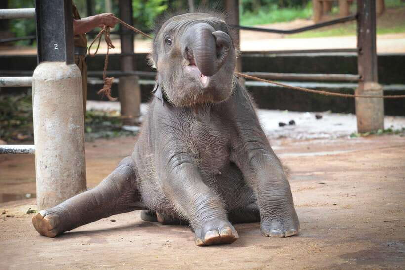 From Kandy: Kandy To Pinnawala Day Tour by Tuk Tuk - Pinnawala Elephant Orphanage: what your 1.5-hour visit covers