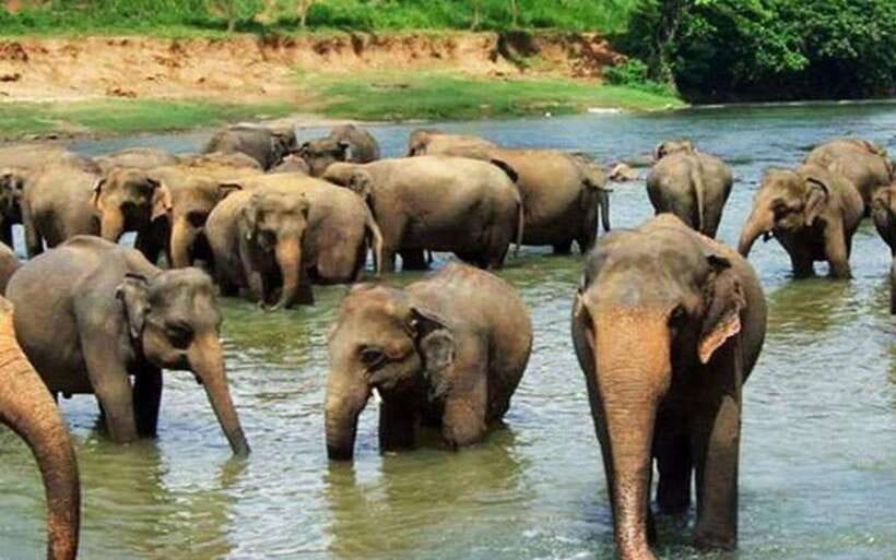 From Kandy: Kandy To Pinnawala Day Tour by Tuk Tuk - Kandy viewpoints and the walk time you should plan for