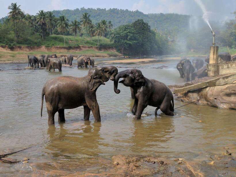 From Kandy: Kandy To Pinnawala Day Tour by Tuk Tuk - Temple of the Sacred Tooth Relic: the spiritual anchor of Kandy