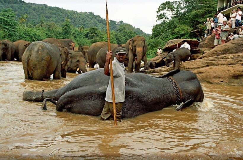From Kandy: Kandy To Pinnawala Day Tour by Tuk Tuk - Who this tour suits best (and who should skip it)