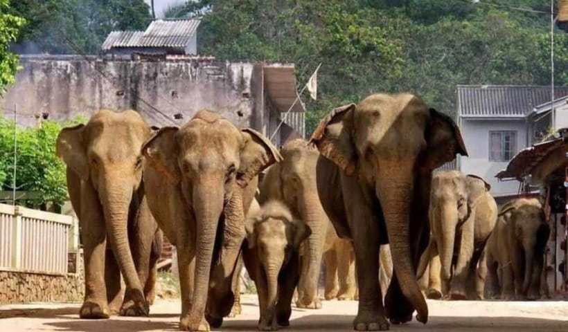 From Kandy: Kandy To Pinnawala Day Tour by Tuk Tuk - Elephant entrances and the real cost of the day