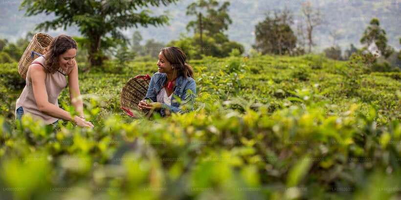 From Kandy: Nuwara Eliya by Train - Tea Country Views From the Train Window
