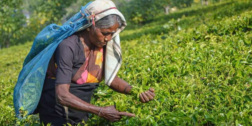 From Kandy: Nuwara Eliya by Train - Nuwara Eliya on Foot: Lake Gregory and the Old-Town Mood