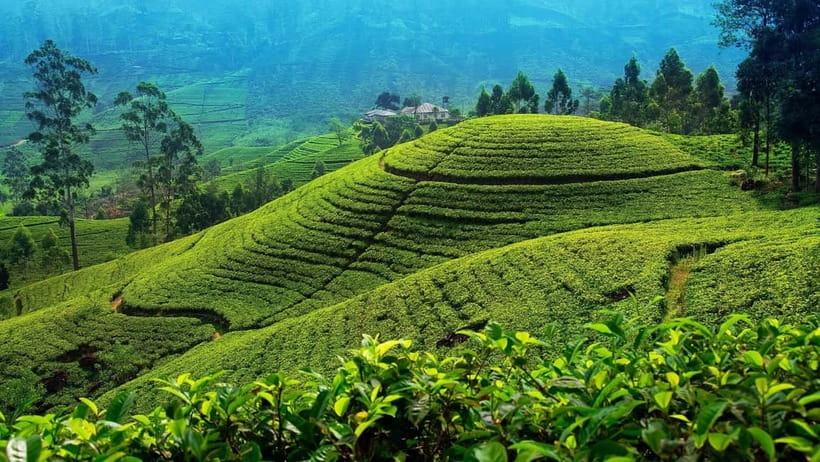 From Kandy: Nuwara Eliya Tour via Ambuluwawa [Private Tour] - From Kandy pickup to hill-country rhythm in 8 to 10 hours