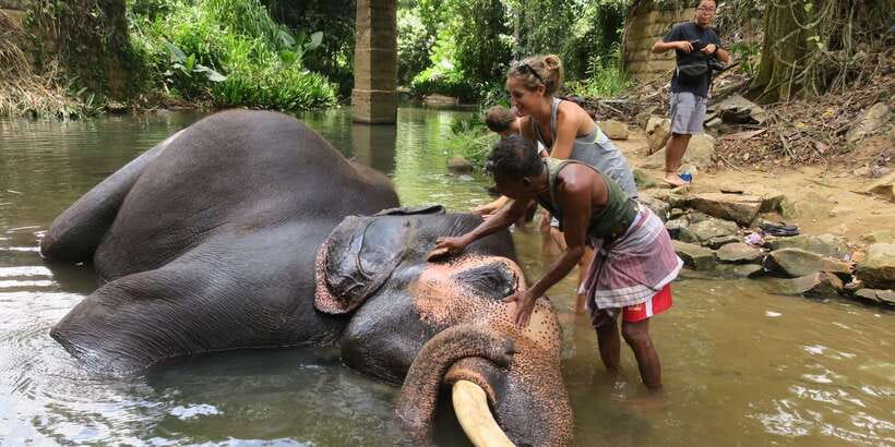 From Kandy: Pinnawala Day Tour - Key things to know before you go