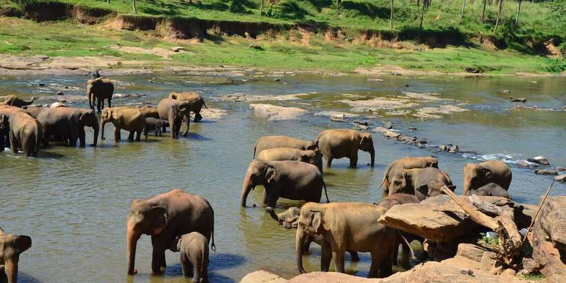 From Kandy: Pinnawala Day Tour - Price and value: what you pay up front vs what hits on site