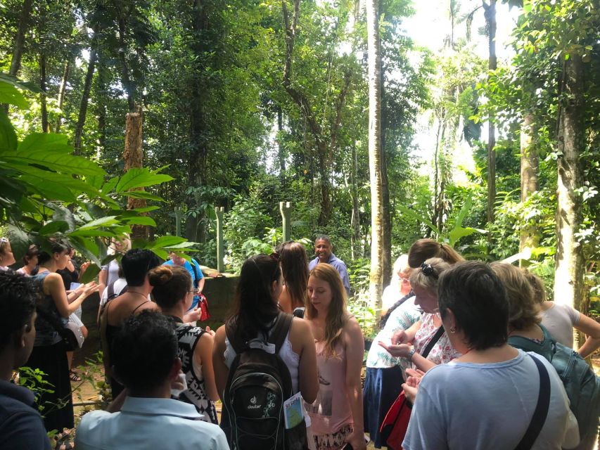 From Kandy: Pinnawala Day Tour - Kandyan culture and the Tooth Relic ceremony: how to decide what to prioritize