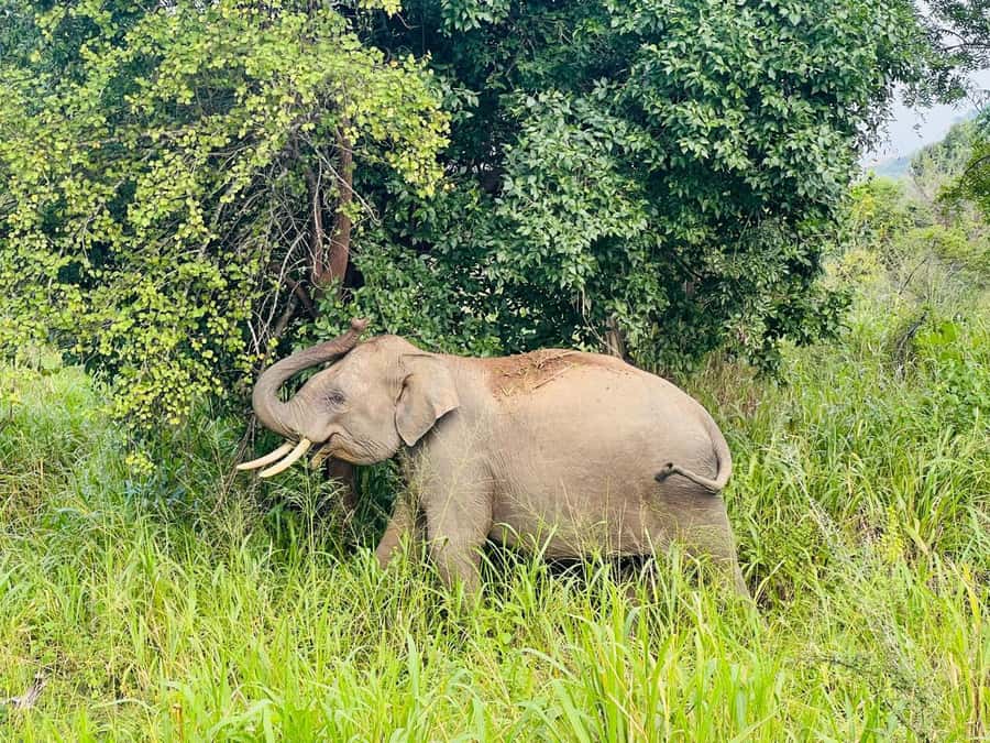 From Kandy: Sigiriya, Dambulla, and Polonnaruwa Day Tour - Value: Why This Route Works Even Without Extra Days