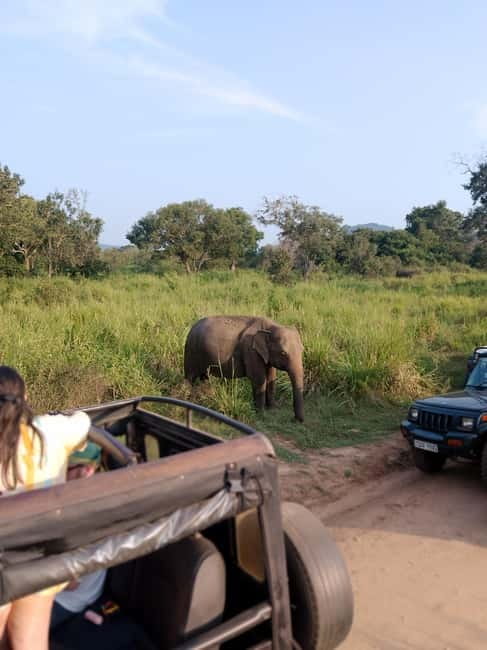 From Kandy: Sigiriya & Dambulla Day Tour with Safari - Key highlights at a glance