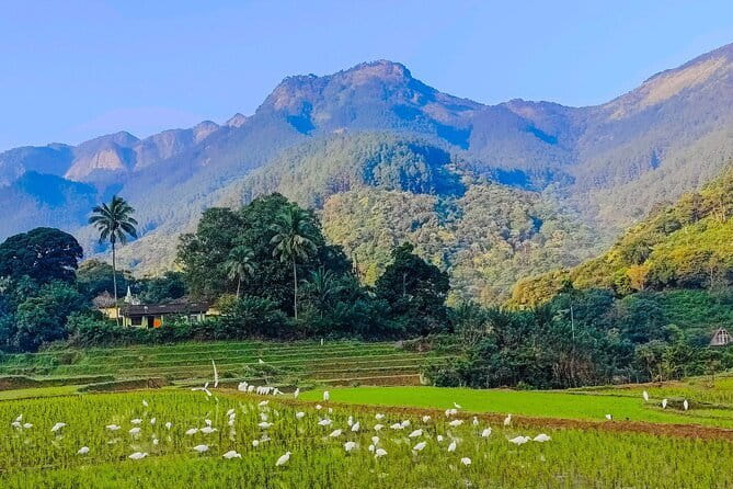 From Kandy to ELLA Private day tour - Driver style, pacing, and why timing feels better in private