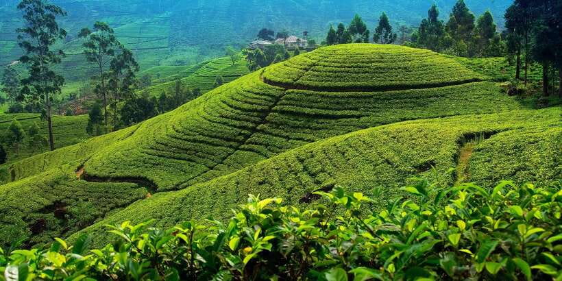From Kandy To Nuwara Eliya Drop Tour - Private Tour - Key highlights worth your time