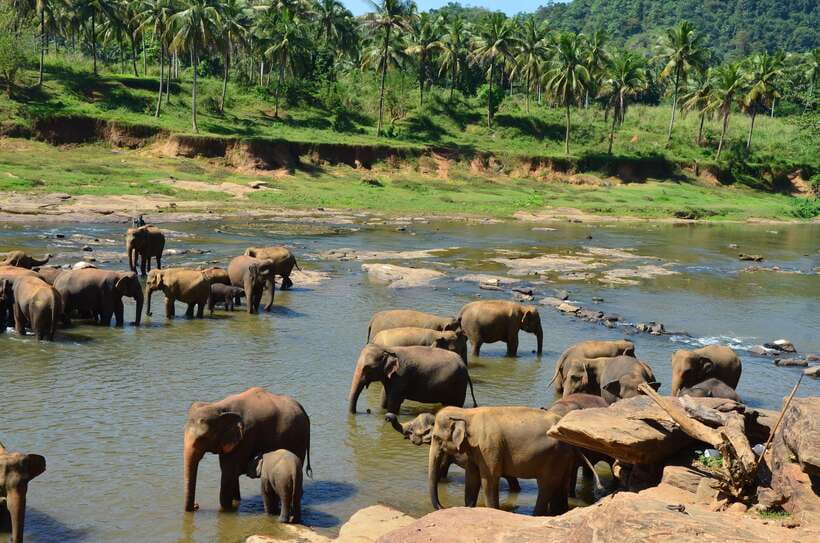 From Kandy To Pinnawala Private Day Tour via Ambuluwawa - Who This Tour Fits Best (and Who Should Skip It)