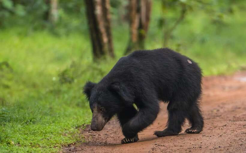 From Kandy: Wilpattu National Park Safari with Hotel Pickup - The Kandy to Wilpattu day plan, and why the drive is part of the experience