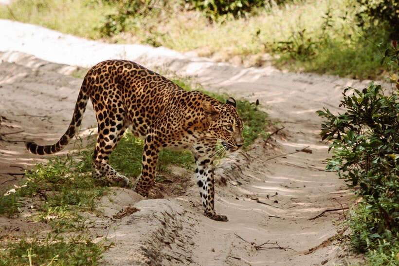 From Kandy: Wilpattu National Park Safari with Hotel Pickup - Birds and small wildlife: why this part is worth your attention