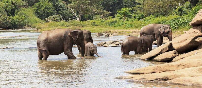From Kandy: Wilpattu National Park Safari with Hotel Pickup - Should you book this Kandy to Wilpattu safari?
