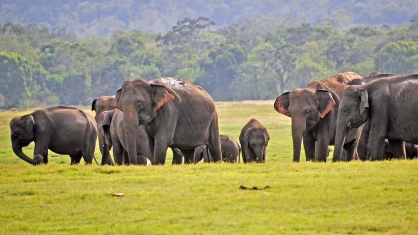 From Mirissa / Galle / Tangalle to Yala Safari & Drop- Ella - Yala National Park safari time: 4 hours in the 4x4