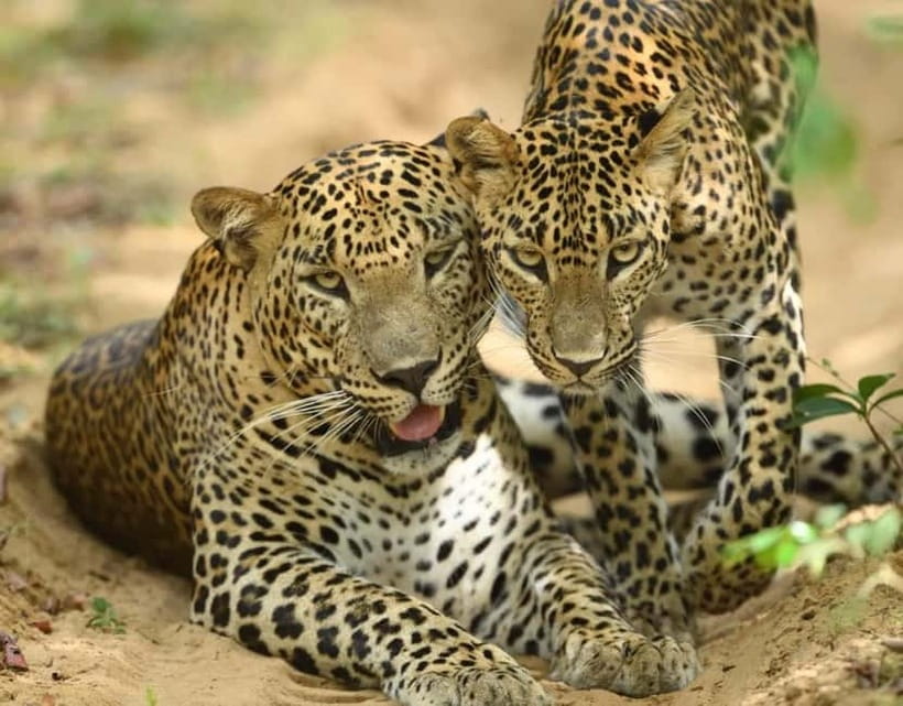 From Mirissa / Galle / Tangalle to Yala Safari & Drop- Ella - Pickup timing and the air-conditioned transfer comfort