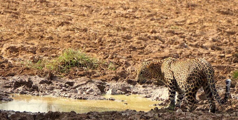 From Mirissa/ Galle/ Tangalle - Yala Leopard Safari Tour - Transfers Back: What Happens After the Safari