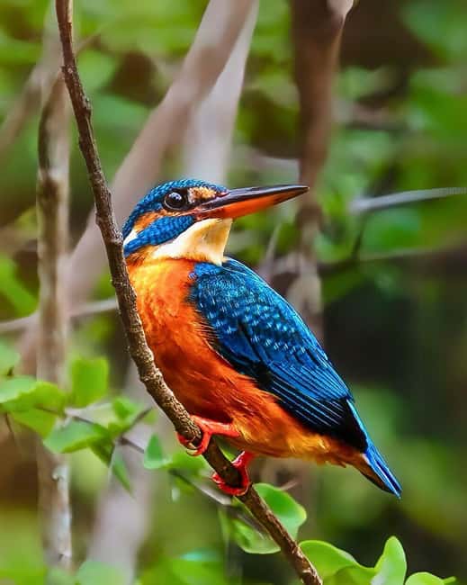 From Mirissa/ Galle/ Tangalle - Yala Leopard Safari Tour - Who This Tour Fits Best (And Who Might Want Another Plan)