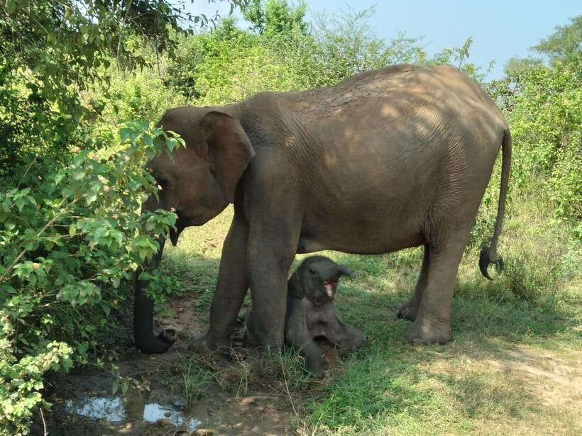 From Mirissa/ Weligama : Udawalawe Safari - Day Trip - Why the Guide Can Make or Break Your Safari (Gimhana Is a Big Theme)