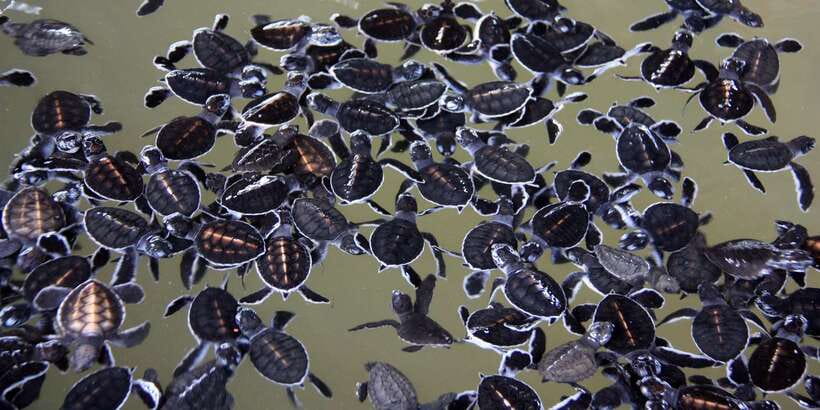 From Negombo: Bentota Full-Day Tour - Madu Ganga Mangrove Boat Safari: Caverns, Open Water, and Wildlife Chances