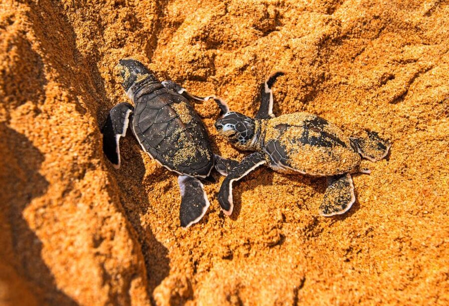 From Negombo: Bentota Full-Day Tour - Lunchtime Break and Your Transition to Geoffrey Bawa’s World