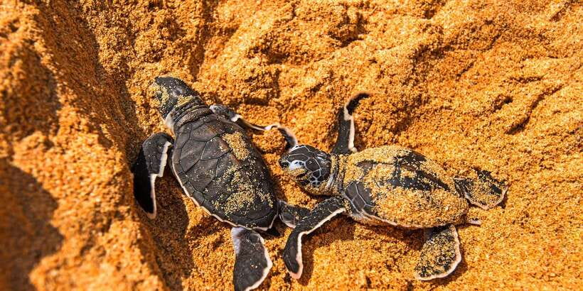 From Negombo: Bentota Full-Day Tour - Lunuganga Garden: Touring a Country Home Made for Peace