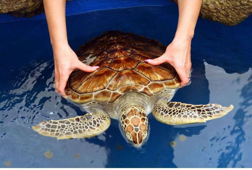 From Negombo: Exclusive Madu River Safari & Turtle Hatchery - Timing From Negombo to Balapitiya, then Kosgoda