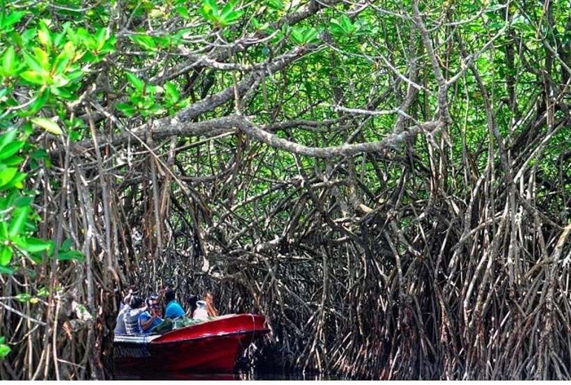 From Negombo: Exclusive Madu River Safari & Turtle Hatchery - Kosgoda Sea Turtle Conservation Hatchery: life cycle and ocean release work