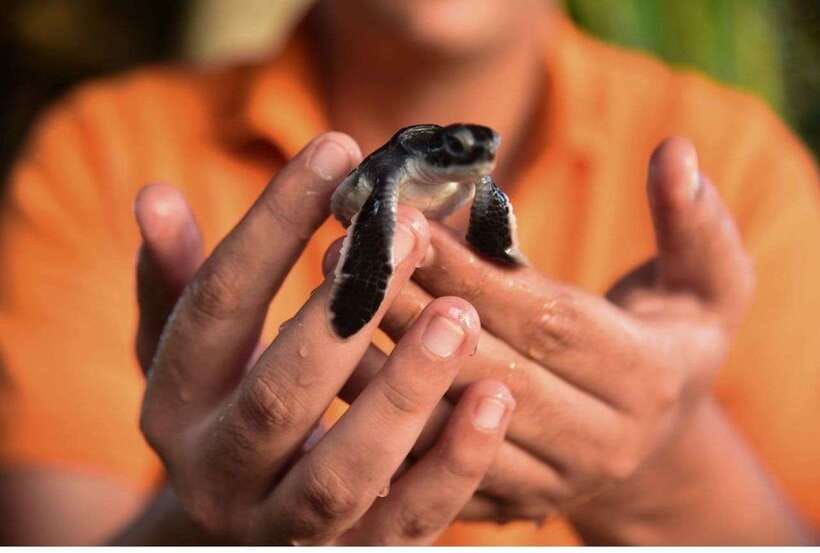 From Negombo: Exclusive Madu River Safari & Turtle Hatchery - Madu Ganga Boat Safari: birds, kraals, and island hopping