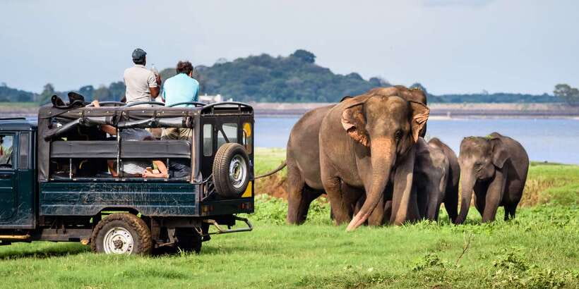 From Negombo: Minneriya National Park Safari Tour - Key things to know before you go