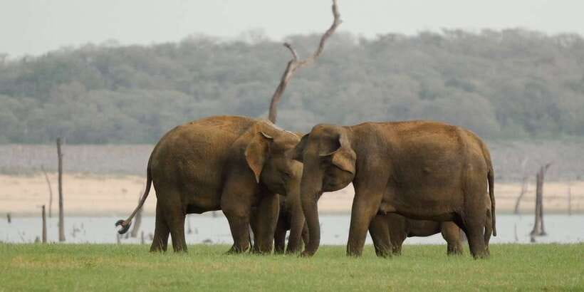 From Negombo: Minneriya National Park Safari Tour - Health requirements to check before you travel