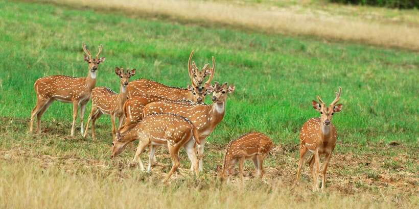 From Negombo: Minneriya National Park Safari Tour - Minneriya Safari from Negombo: Why this one-day plan works