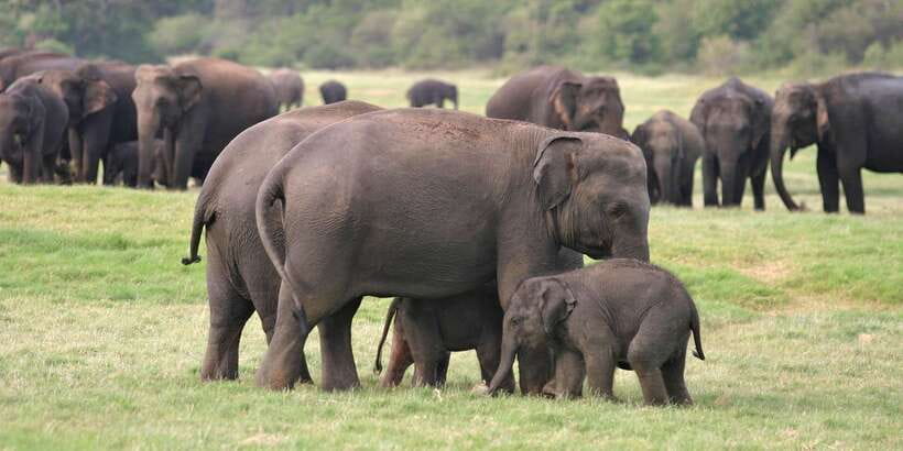 From Negombo: Minneriya National Park Safari Tour - Wildlife you should realistically expect to see