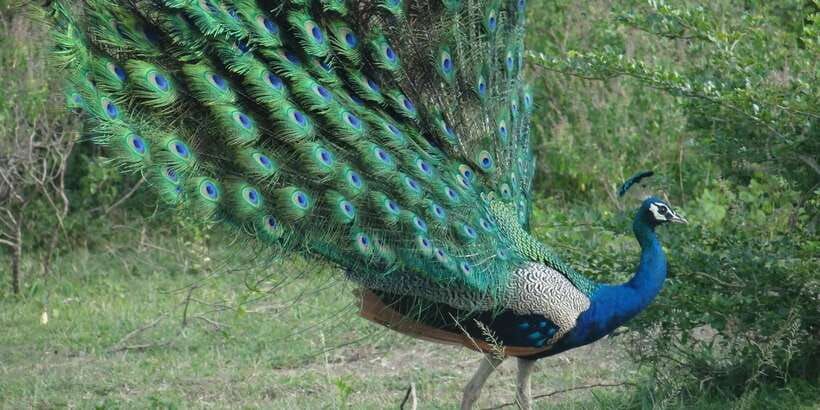 From Negombo: Minneriya National Park Safari Tour - The lunch stop and the 45-minute reset