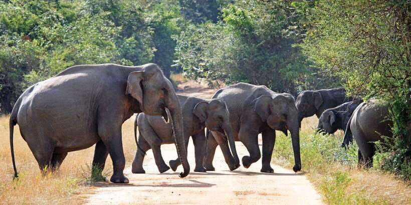 From Negombo: Minneriya National Park Safari Tour - Price and value: what $105 really covers