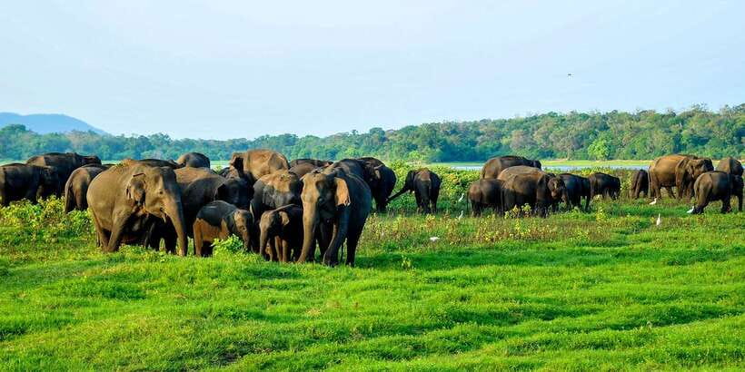 From Negombo: Minneriya National Park Safari Tour - Small snags to plan around (so you do not lose safari time)
