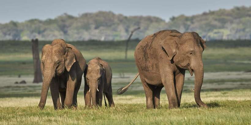 From Negombo: Minneriya National Park Safari Tour - Getting there smoothly: pickup rules, ride time, and what it feels like