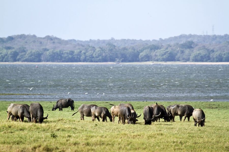 From Negombo: Wilpattu National Park Safari Guided Day Tour - Inside Wilpattu: villus lakes, thick woodland, and what your guide is scanning for