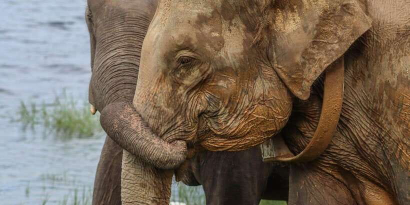 From Sigiriya Hurulu Eco Park ElephantSafari ticket included - Hurulu Eco Park: why this setting works for elephant watching