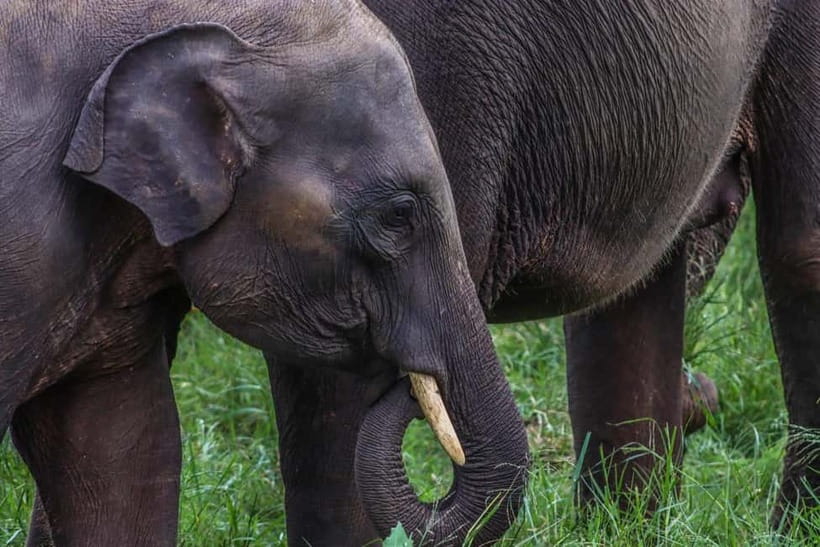 From Sigiriya Hurulu Eco Park ElephantSafari ticket included - Elephant safari basics: what you should watch for