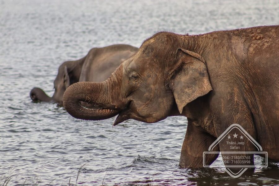 From Sigiriya Hurulu Eco Park ElephantSafari ticket included - Guides make or break the close-up experience
