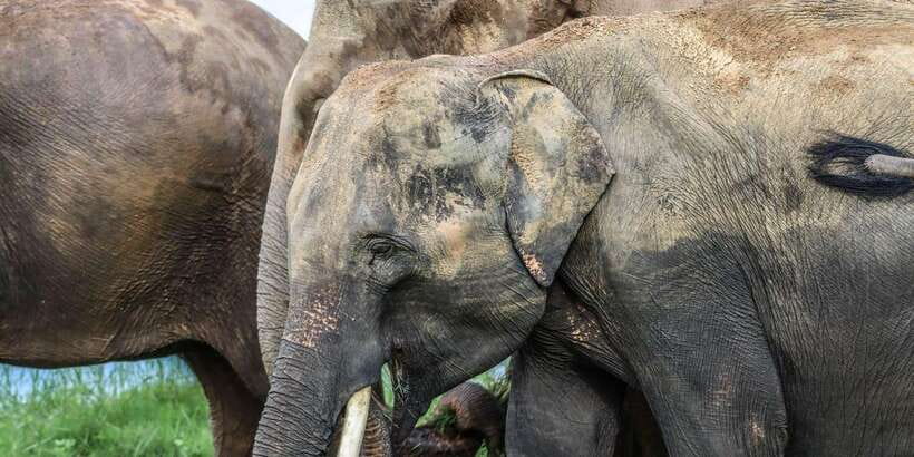 From Sigiriya Hurulu Eco Park ElephantSafari ticket included - Who should book this safari, and who should rethink it
