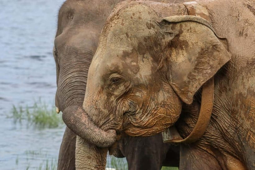From Sigiriya Hurulu Eco Park ElephantSafari ticket included - From pickup to return: how the 4-hour plan feels in real life