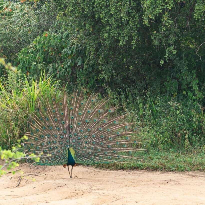 From Sigiriya : Hurulu Eco Park Safari : All Inclusive - The leopard question: realistic expectations for an elusive sight