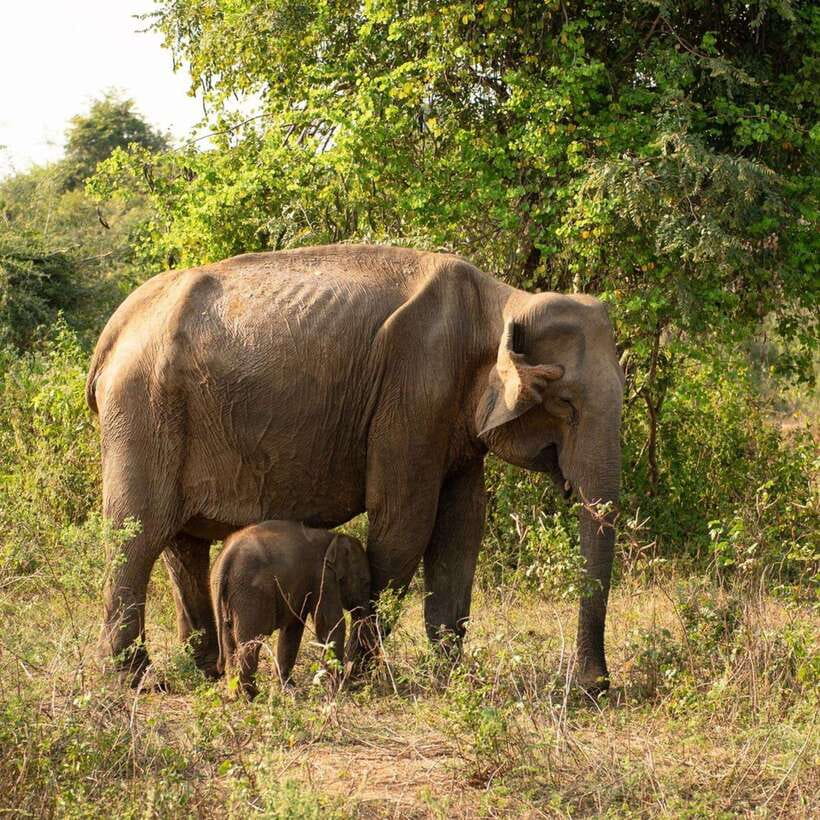 From Sigiriya : Hurulu Eco Park Safari : All Inclusive - From hotel pickup to the 4x4 jeep experience
