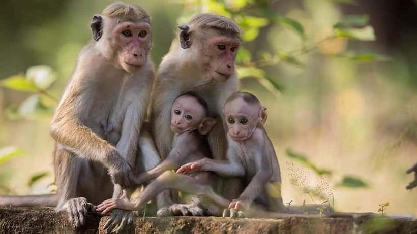 From Sigiriya : Kaudulla National Park Private Jeep Safari - Practical Tips So You Enjoy Every Minute