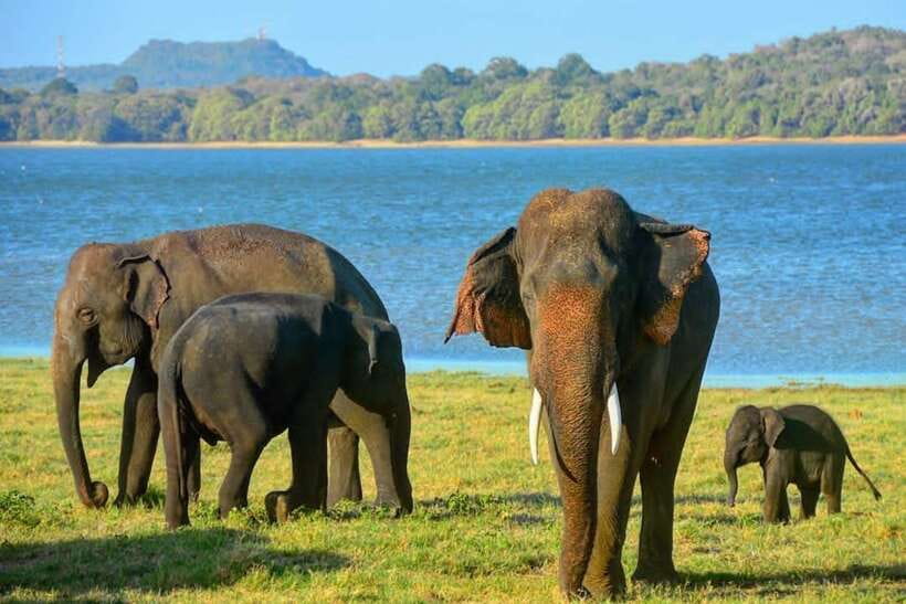 From Sigiriya: Minneriya National Park Elephant Safari - Who should book this safari, and who might want to rethink it
