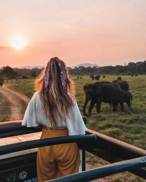 From Sigiriya: Minneriya National Park Elephant Safari - How to get better photos during a 4-hour safari