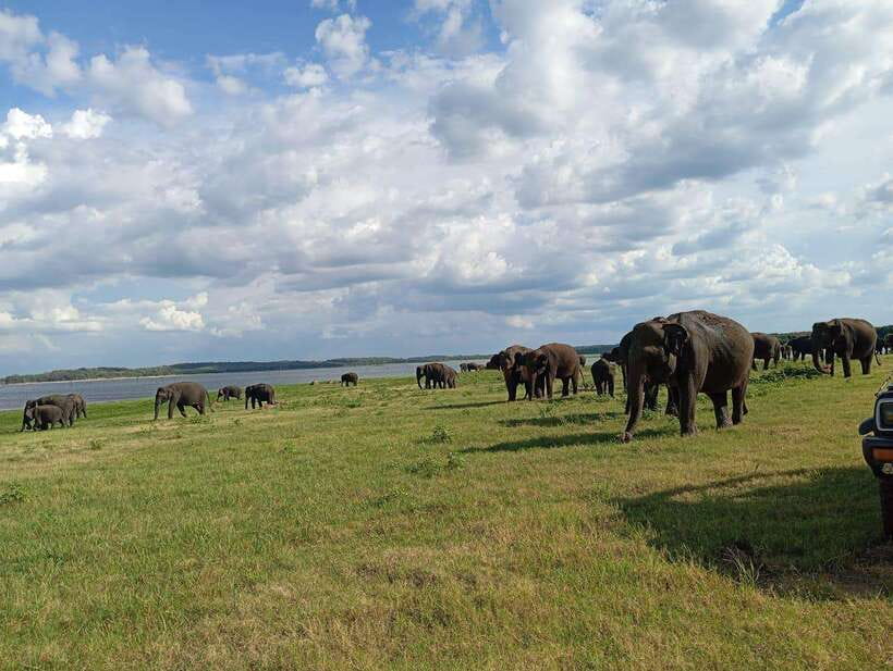 From Sigiriya: Minneriya National Park Half-Day Jeep Safari - Key things that make this Minneriya safari worth your time